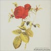  イタリア製 薔薇額絵 ゴールド枠 アクリル板（ローズ・レッド）花