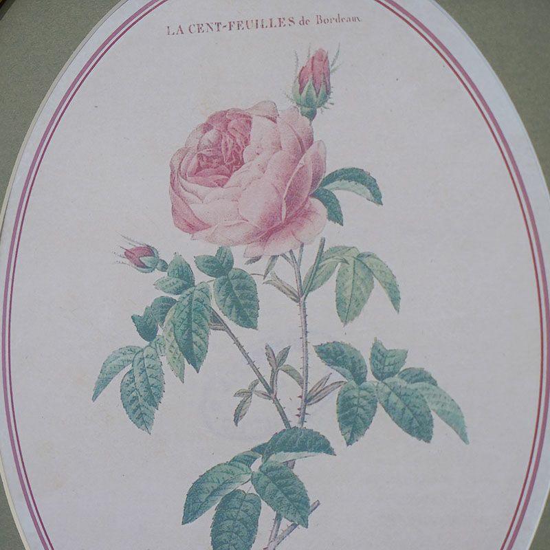 ルドゥーテ 薔薇 花 額絵 楕円 オーバル Aタイプ 左向き | 輸入家具